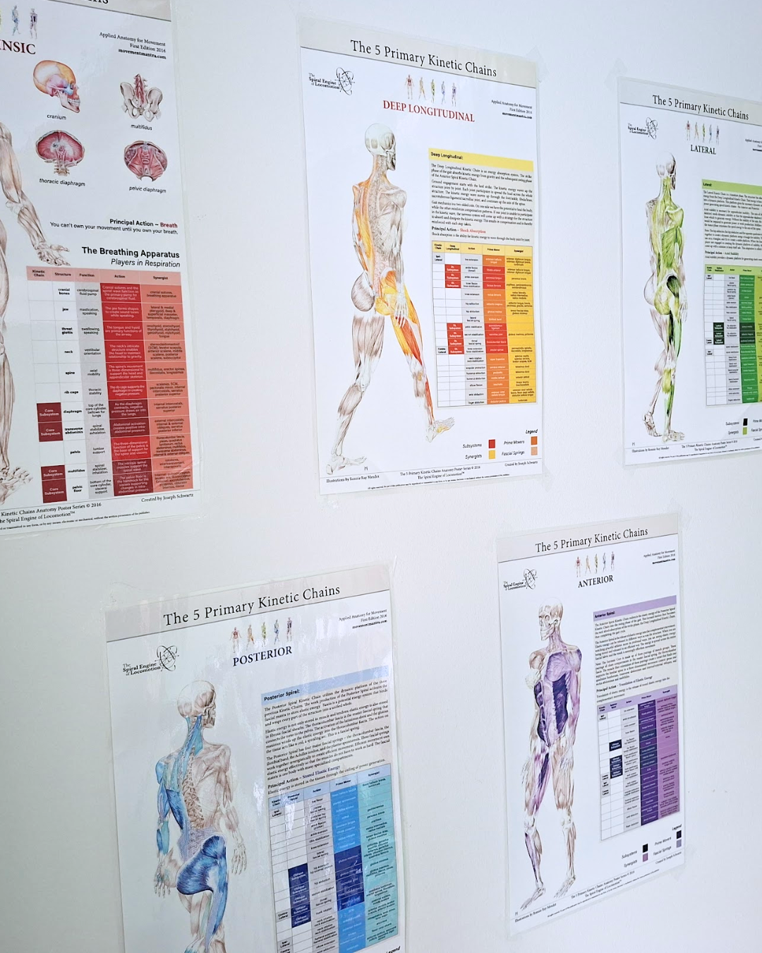 Mitä lihaskireys on?