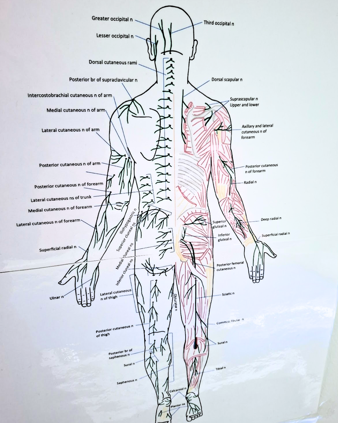 Mitä kehossa tapahtuu hieronnan aikana?
